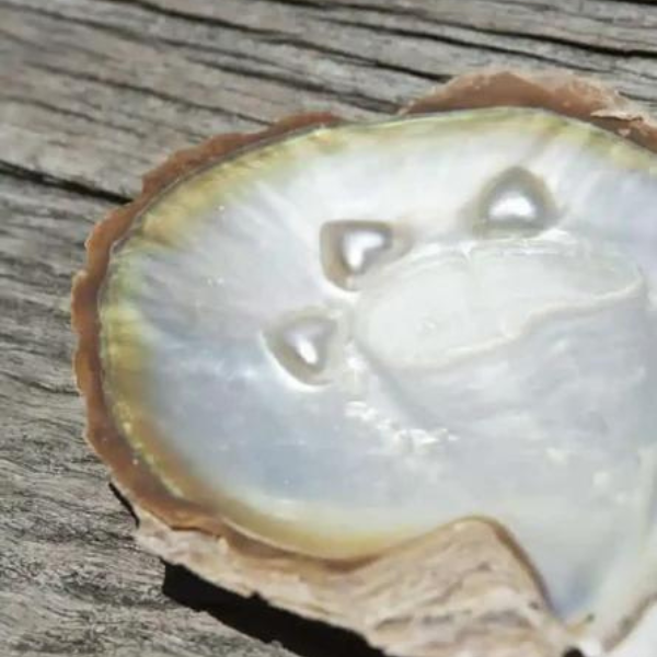 oyster shell